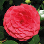 Camellia japonica 'Black Lace' - Rosier du Japon - Buisson - Persistant - ⌀15 cm - 30-35 cm