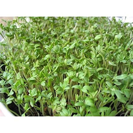 100 graines semences cressons alénois commun se cultive toute l'année