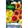 Vilmorin 5271241 Gaillarde variée à grande fleur Multicolore 9 x 0