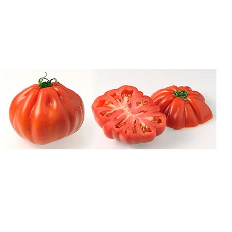 Lot de 50 Graines Potageres - Tomate Coeur de Boeuf rouge fruit legume potager