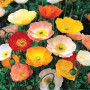 200 Graines semence fleur coquelicot pavot coloris pastel mix shirley mixed rouge orange jaune