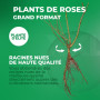 Plantes de roses Collection Exclusive (3 plantes parfumées), mélange de grandes plantes vivaces rustiques, plantes de Hollande p