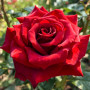 Rose Noir Magic - Lot de 2 plantes à racines nues - Deep Rouge - Noir Blüten, rustique, vivace pour Dramatic massifs