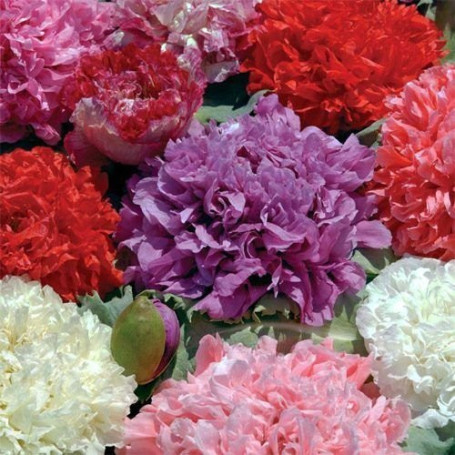 500 graines de pavot Pivoine Double Mix Graines de fleurs de Papaver