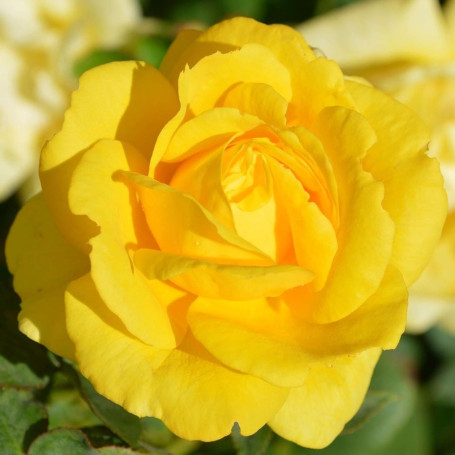 Plante des Rose Jaune (1 plante parfumée), grandes vivaces rustiques, plantes de Hollande pour le jardin et le pot (pas de grain