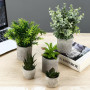 ZHYLUO 5 Pieces Plantes Artificielle, Mini Plantes artificielles Interieur Serpentine, Agave succulentes, Griffe d'aigle Aloe Ve