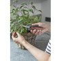 Gardena Set FreshCut: Ciseaux de cueillette en INOX pour Une Coupe précise des Herbes, des Baies ou des Fleurs, Lame de 47 mm, C