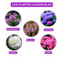 La Plaine Chassart - Terre de Bruyere 50L - pour Toutes Les Plantes Acidophiles - Rhododendrons et Azalées - Usage Intérieur et 