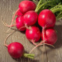 Radis rond Saxa, Graines certifiées biologiques prêt à Pousser Minigarden, 100% Naturelles sans Propagateurs Chimiques ni Génie 