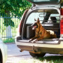 Relaxdays 10025123 Grillage Voiture, de Protection Chien, Grille de Séparation Universel, réglable en Hauteur,Largeur, Acier, Pl
