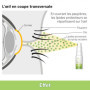 Ocuvers Lipostamin Spray pour les yeux – avec Euphrasia – 15 ml, spray pour les yeux contre les yeux rouges, adapté également en