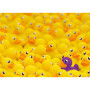 Ravensburger Puzzle Canard de Bain 1000 pièces - Défi Amusant