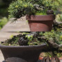 Lot de 10 paniers d'engrais pour bonsaï et petites plantes