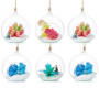 Terrarium en Verre Suspendu - Set de 6 Boules Décoratives pour Plantes