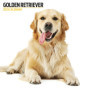 Calendrier mural Golden Retriever 2025 - Photographies adorables