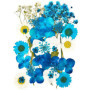 Fleurs Pressées Séchées CENPEK pour Artisanat et Décoration - Bleu