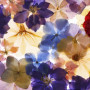 Fleurs Pressées Séchées CENPEK pour Artisanat et Décoration - Bleu