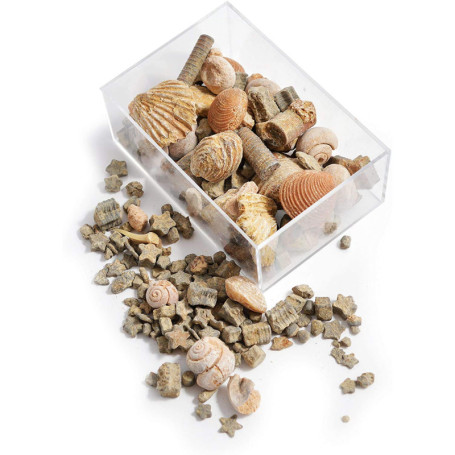 Coffret Éducatif Fossiles et Roches pour Enfants - Kit de Découverte Géologique