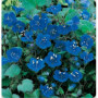 Graines de Cloche Phacelia Campanularia - 500 Graines GEOPONICS