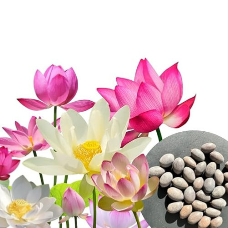 30 pcs. Premium graines de fleurs de lotus 3 couleurs Bonsai graines de lotus Nelumbo nucifera étang jardin plante aquatique