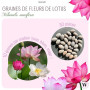 30 pcs. Premium graines de fleurs de lotus 3 couleurs Bonsai graines de lotus Nelumbo nucifera étang jardin plante aquatique