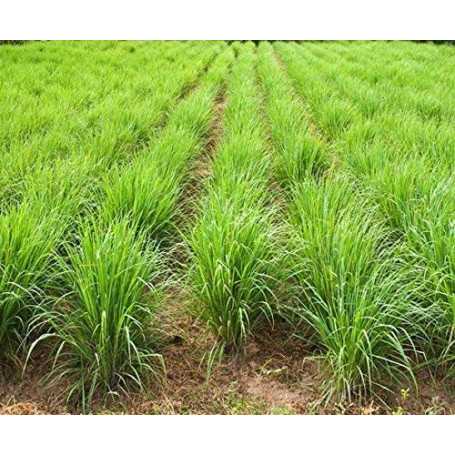 Graines de citronnelle - Cymbopogon citratus - 400 graines