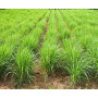 Graines de citronnelle - Cymbopogon citratus - 400 graines