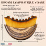 Brosse Lymphatique Visage – Brosse Drainage Lymphatique Visage Anti-Ride, Poils Doux – Stimule la Circulation, Détox, Anti-Poche