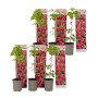 Plant in a Box - Rubus ideaus 'Autumn Bliss'' - Set de 6 - Framboisiers arbre fruitier à planter exterieur robuste - Pot 9cm - H