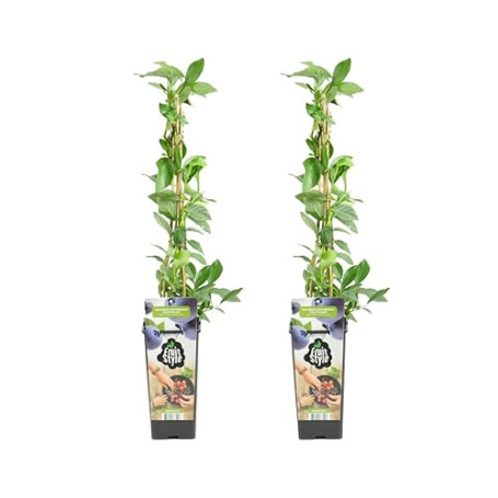 Bloomique - 2x Vaccinium Corymbosum 'Goldtraube' - Myrtille - Plantes fruitières - Plantes de jardin - Rustique - Pot 14 cm - Ha