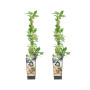 Bloomique - 2x Vaccinium Corymbosum 'Goldtraube' - Myrtille - Plantes fruitières - Plantes de jardin - Rustique - Pot 14 cm - Ha