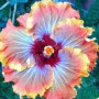Benoon Graines D'hibiscus, 50 Pièces/Sac Graines D'hibiscus Fleur Tropicale Décor à La Maison Vivace En Pot Bonsaï Graines De Pl