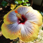 Benoon Graines D'hibiscus, 50 Pièces/Sac Graines D'hibiscus Fleur Tropicale Décor à La Maison Vivace En Pot Bonsaï Graines De Pl