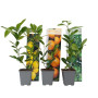 Plant in a Box - Plantes Citrus - Mélange de 3 - Citronnier, oranger, limetier - Set de 3 - Pot 9cm - Hauteur 25-40cm
