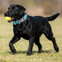 Ledeak Collier de Chien Tactique, Militaire Collier Réglable Nylon Chien avec Poignée, Colliers pour Chiens Rembourré avec Boucl