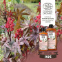 Huile de RICIN Bio 500 ml - Cosmos Organic - Planète au Naturel - 100% Naturelle et Pressée à froid - Peau, cheveux, cils, ongle