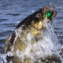 FONGKNOX Ligne de pêche au fluorocarbone de 100 m - 100% fluorocarbone - Virtuellement Invisible - Faible mémoire - Haute sensib