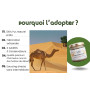 Suif de Bosse de Chameau - Camel Tallow - 100% Pur - pour peau, cheveux et alimentation - Hydratation profonde pour visage et co