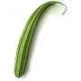 Courge éponge (Luffa cylindrica) env. 5 semences
