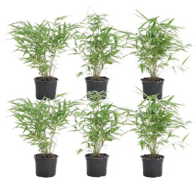 Bloomique - Lot de 6 - Fargesia Rufa - Bambou - Non traçant - Rustique - Persistant - Plantes de jardin - Hauteur 20-30 cm - Pot