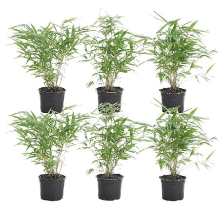 Bloomique - Lot de 6 - Fargesia Rufa - Bambou - Non traçant - Rustique - Persistant - Plantes de jardin - Hauteur 20-30 cm - Pot