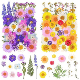 Qaestuan 81 Pièces Fleurs Séchées, Fleurs Sechees Naturelles, Fleurss Séchées Pressées Espèces Mixtes, Fleurss Pressées Petit Co