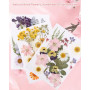66 Pièces Fleurs Séchées Pressées Naturelles pour DIY et Décoration | Idéales pour albums photo, cartes, emballages cadeaux et c