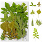 Feuilles Séchées Pressées, Feuilles Séchées Naturelles, Vraies Feuilles Style Vert, DIY pour Scrapbooking, Emballage Cadeau, Déc