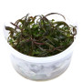 Tropica 1-2-GROW! Hygrophila Araguaia - In-Vitro Aquariumpflanze