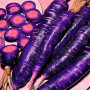 Adolenb Jardin-50pcs / sac multicolore Graines carotte Heirloom bio Graines Légumes Fruits ginseng carotte Graines Plante en pot