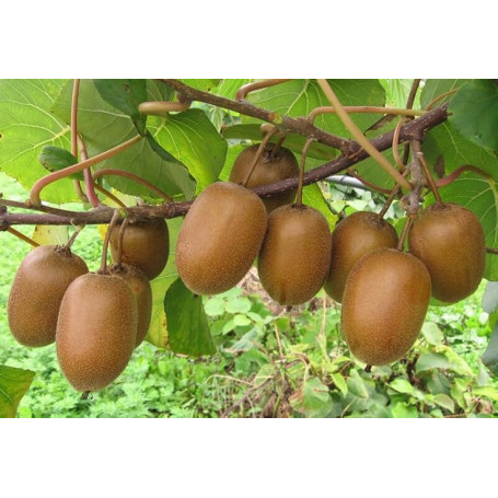 80 Graines de Kiwi - Actinidia deliciosa chinensis - Fruit Jardin Exotique - Plante Vivace - 248