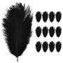 Anseom 12 Pièces Plumes d'Autruche Naturelles 20-25 cm pour Mariage, Couture, Artisanat, Costumes, Fête à Thème, Décoration de N