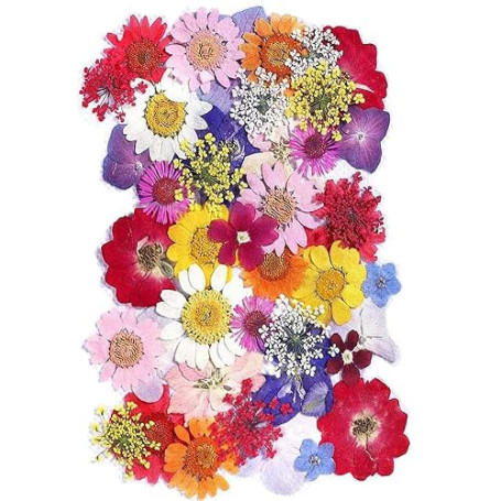 CENPEK Fleurs pressées séchées Fleurs séchées Naturelles Vraies Fleurs pressées Fleurs séchées colorées pour Bijoux en résine Na